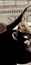 daily stock picks membership pricing